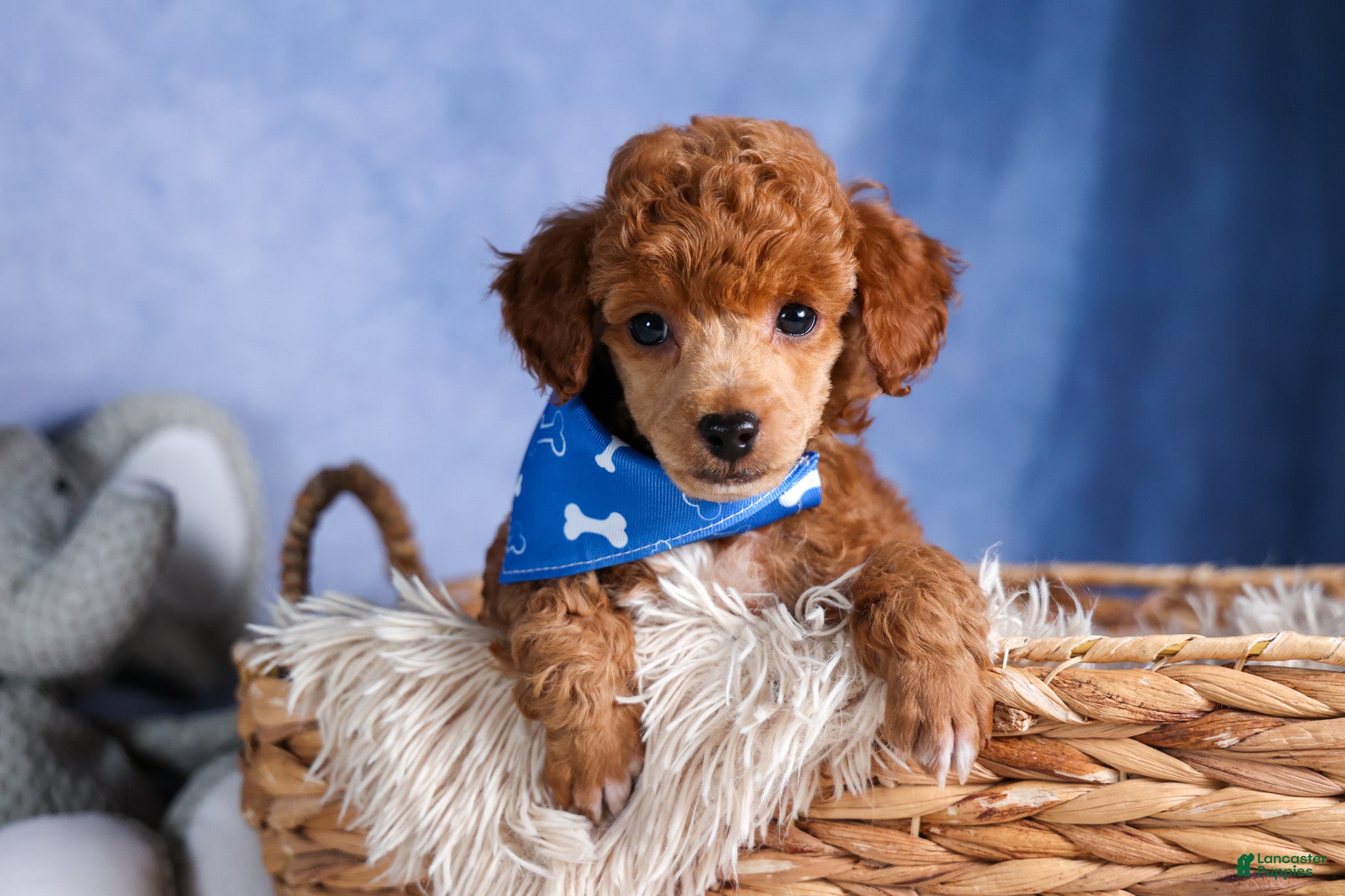 Toy Poodle dogs Tucker - Ad 1