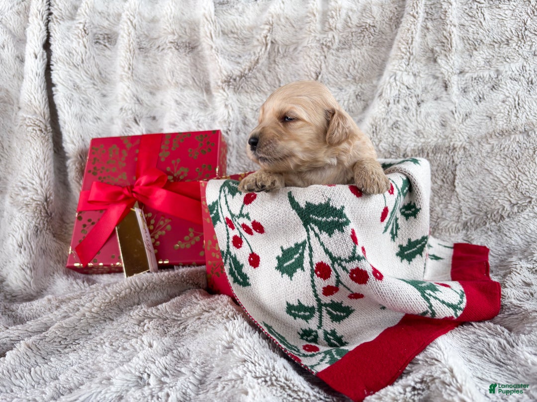 Goldendoodle dogs for sale: Cedar - Ad 5