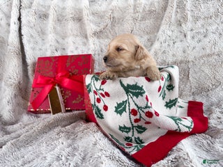 Goldendoodle dogs - Ad 2