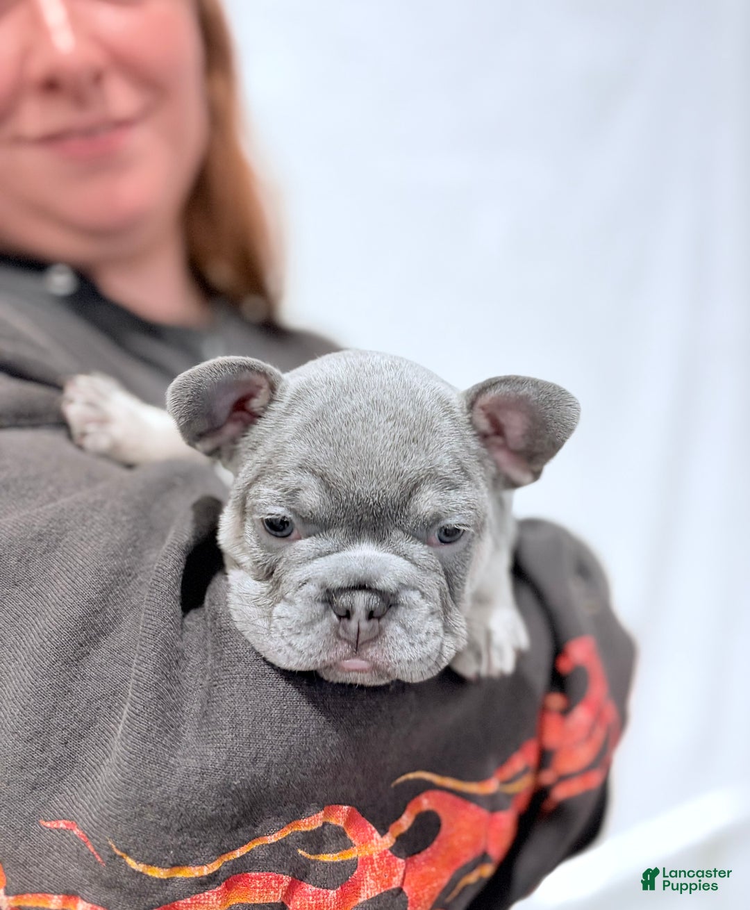 French Bulldog dogs for sale: Lilah - Ad 1