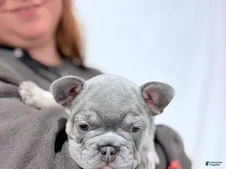 French Bulldog dogs Lilah - Ad 16