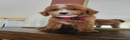 Mini Goldendoodle dogs for sale: Macintosh - Ad 5