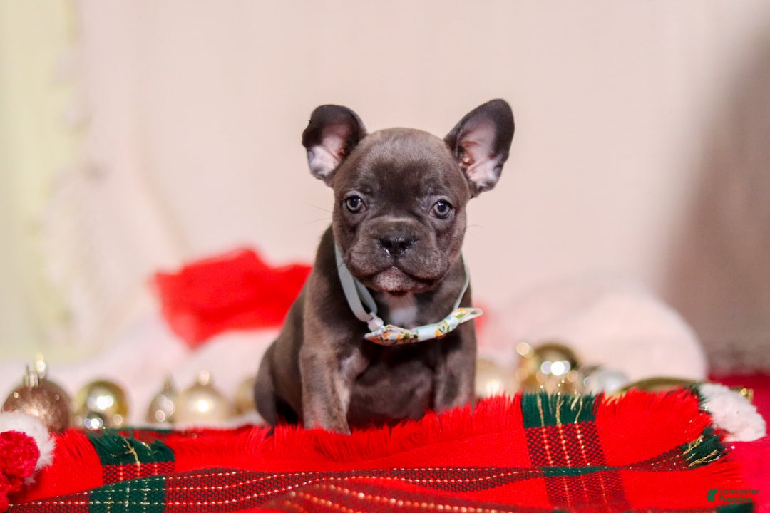 Mixed Breed dogs for sale: Rocky - Ad 3