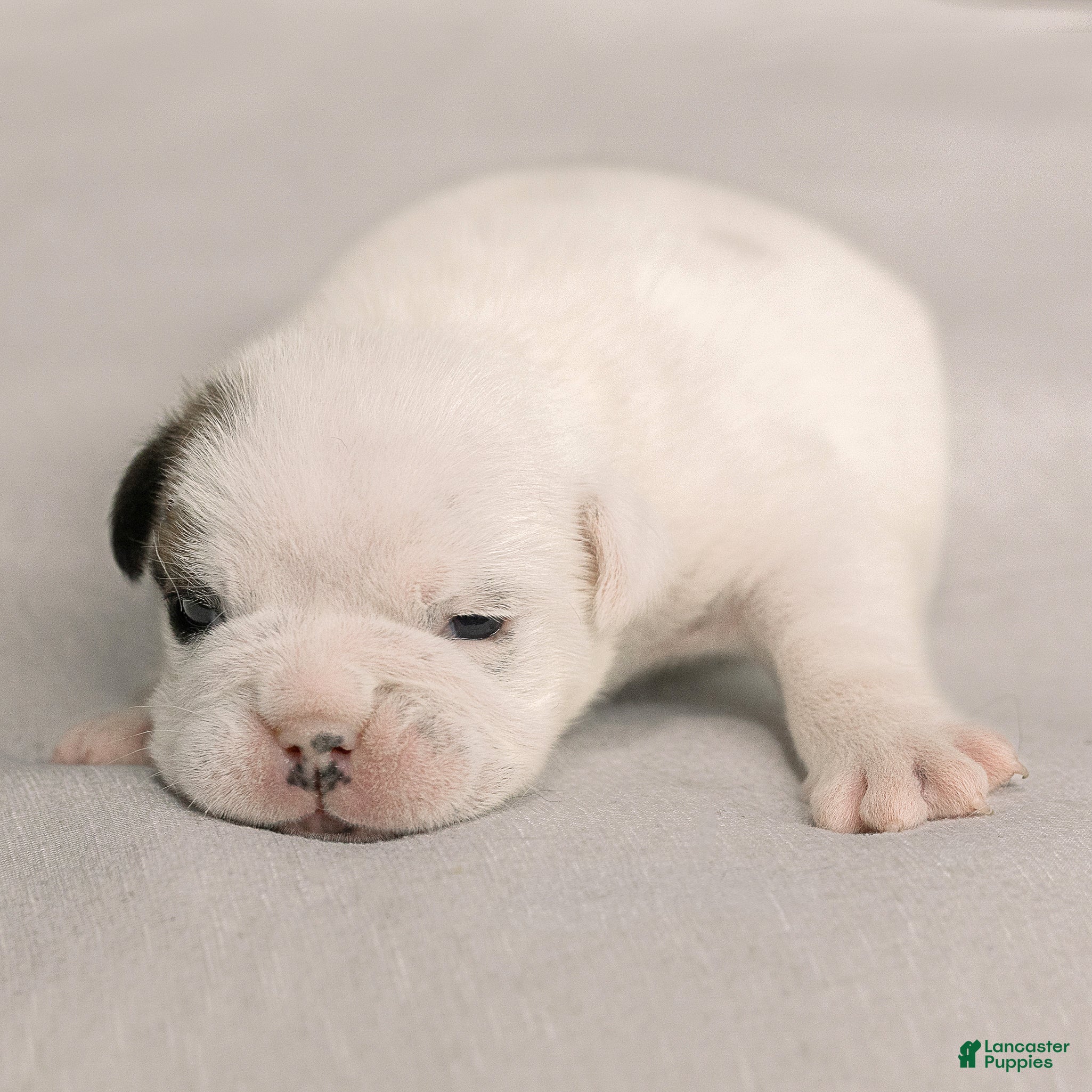 English Bulldog dogs for sale: Celeste English Bulldog  - Ad 1