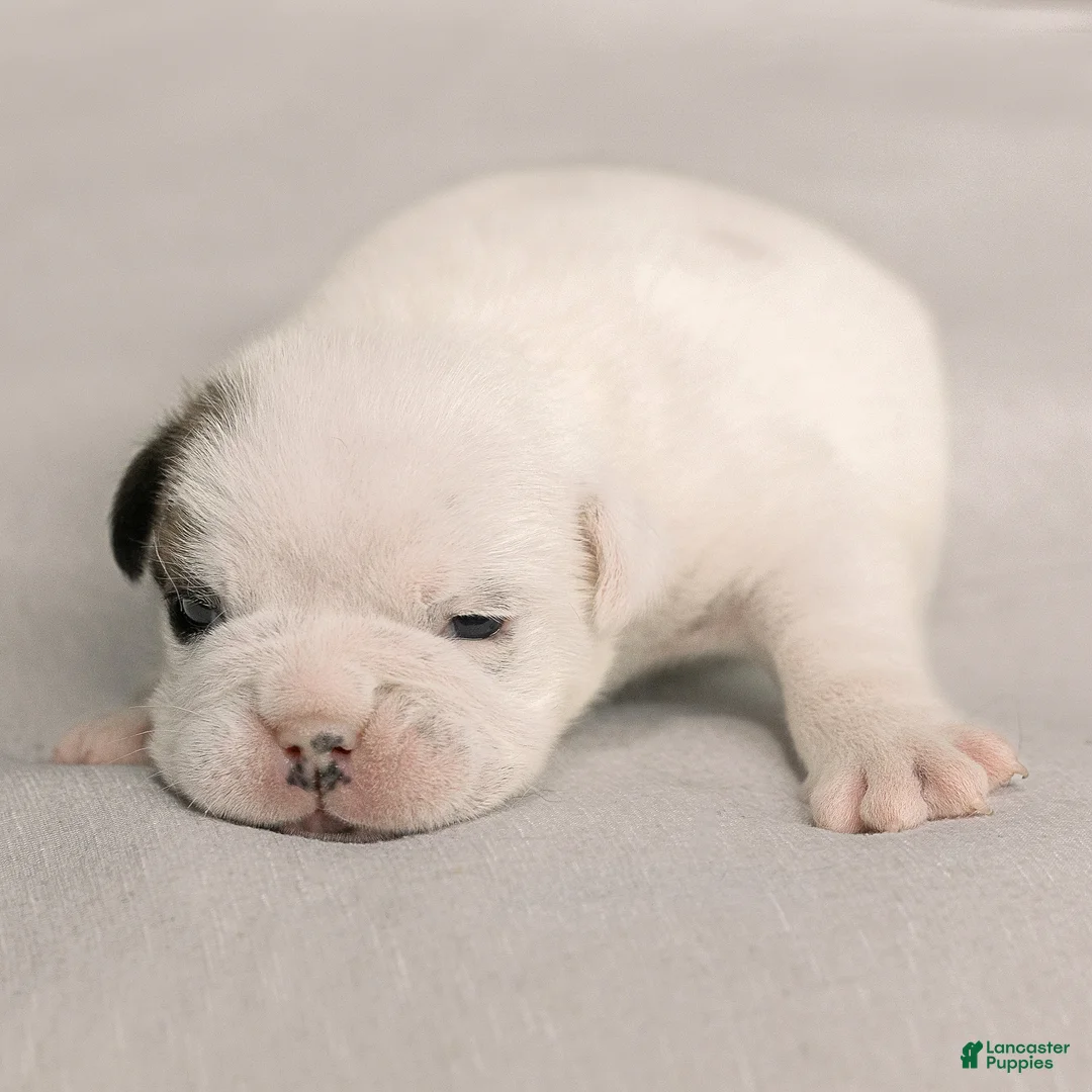 English Bulldog dogs for sale: Celeste English Bulldog  - Ad 1