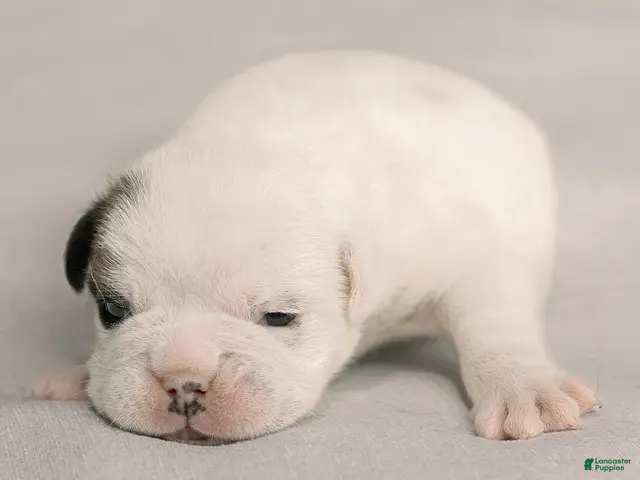 English Bulldog dogs for sale: Celeste English Bulldog - Ad 1