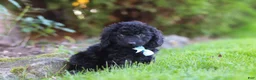 Cavapoo dogs for sale: Vince - Ad 4