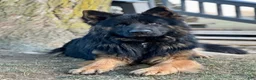 German Shepherd dogs for sale: Remi - Ad 4