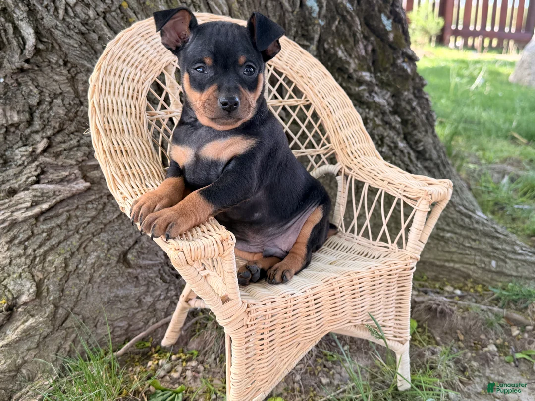 Miniature Pinscher dogs for sale: Isaac  - Ad 2