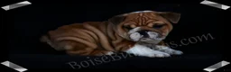 English Bulldog dogs for sale:  Helga (F) - Ad 9