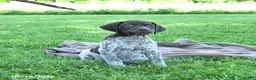 German Shorthaired Pointer dogs for sale: Rusty - Ad 4