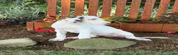 Great Dane dogs for sale: Pearl Great Dane  - Ad 7