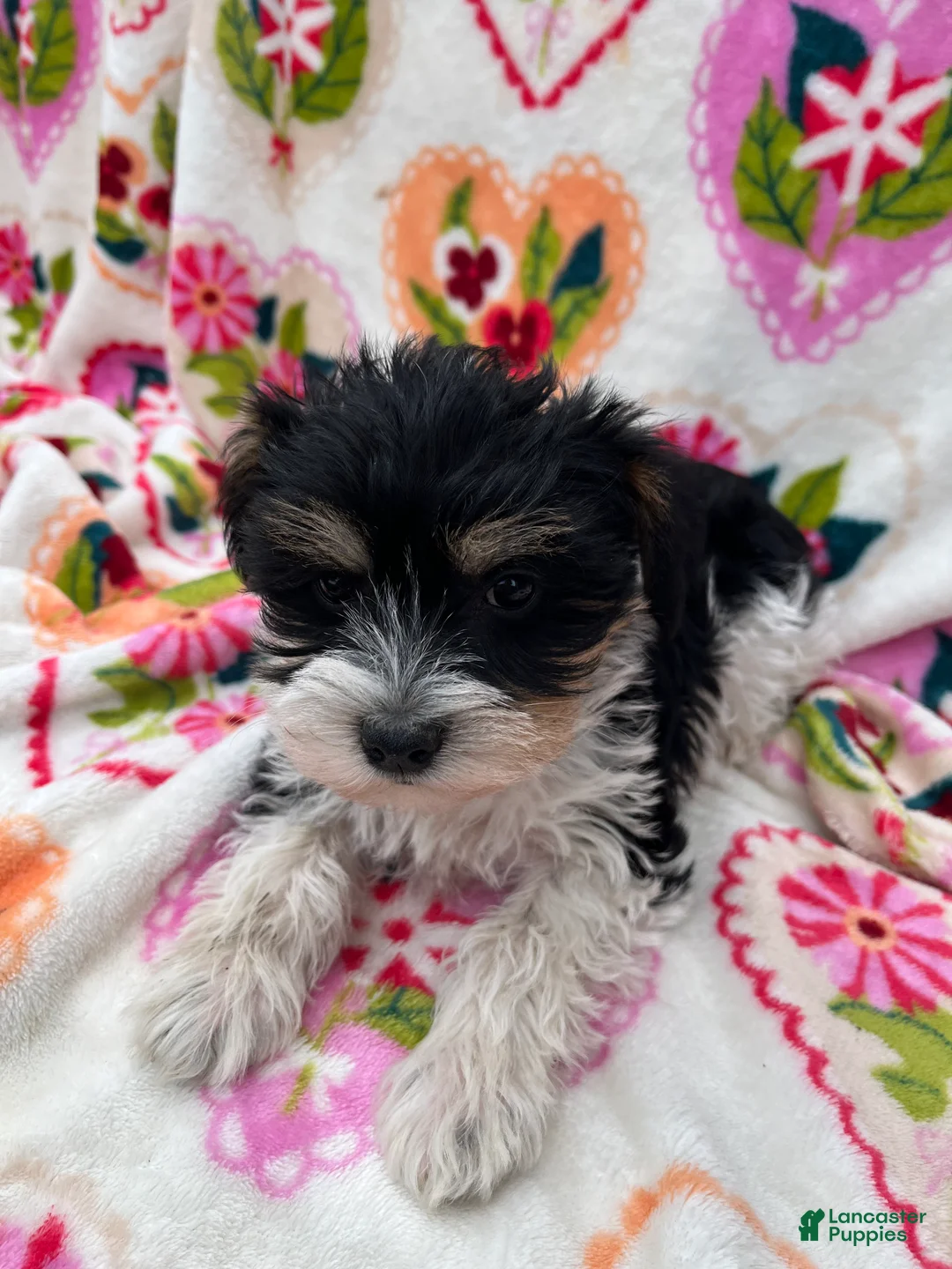 Miniature Schnauzer dogs for sale: Lexi - Ad 2