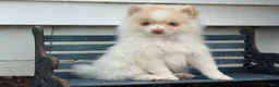 Pomeranian dogs for sale: Wilder - Ad 7