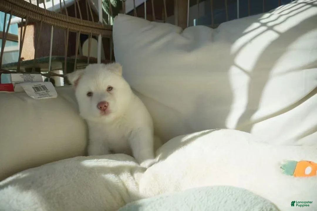 Alaskan Malamute dogs for sale: Melon - Ad 2