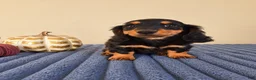 Miniature Dachshund dogs for sale: Link - Ad 2