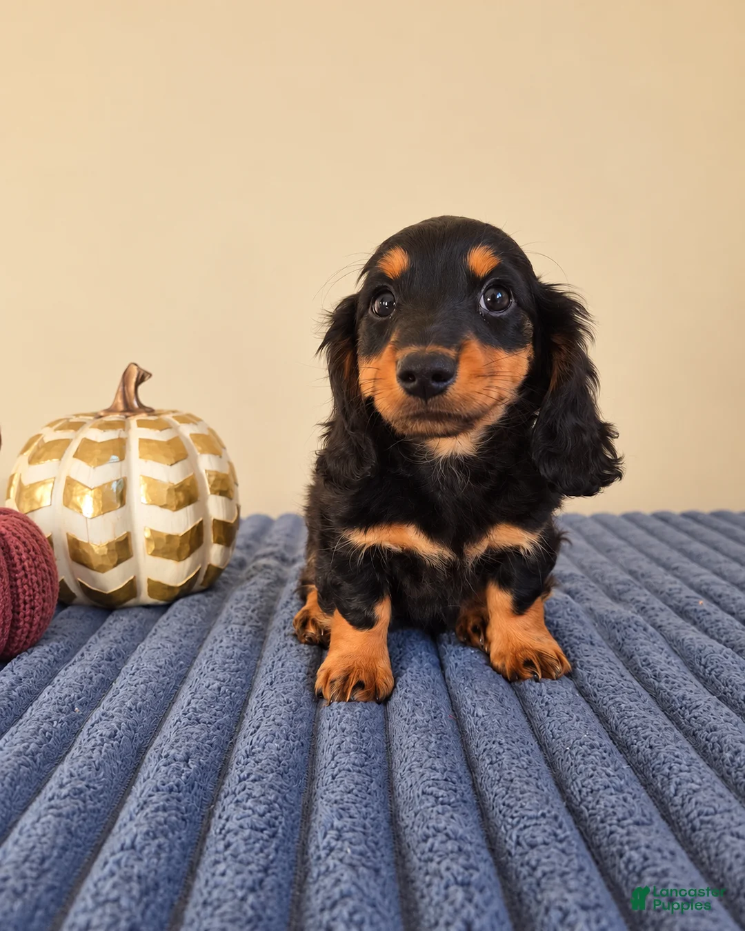 Miniature Dachshund dogs for sale: Link - Ad 2