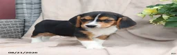 Beagle dogs for sale: Roscoe - Ad 9