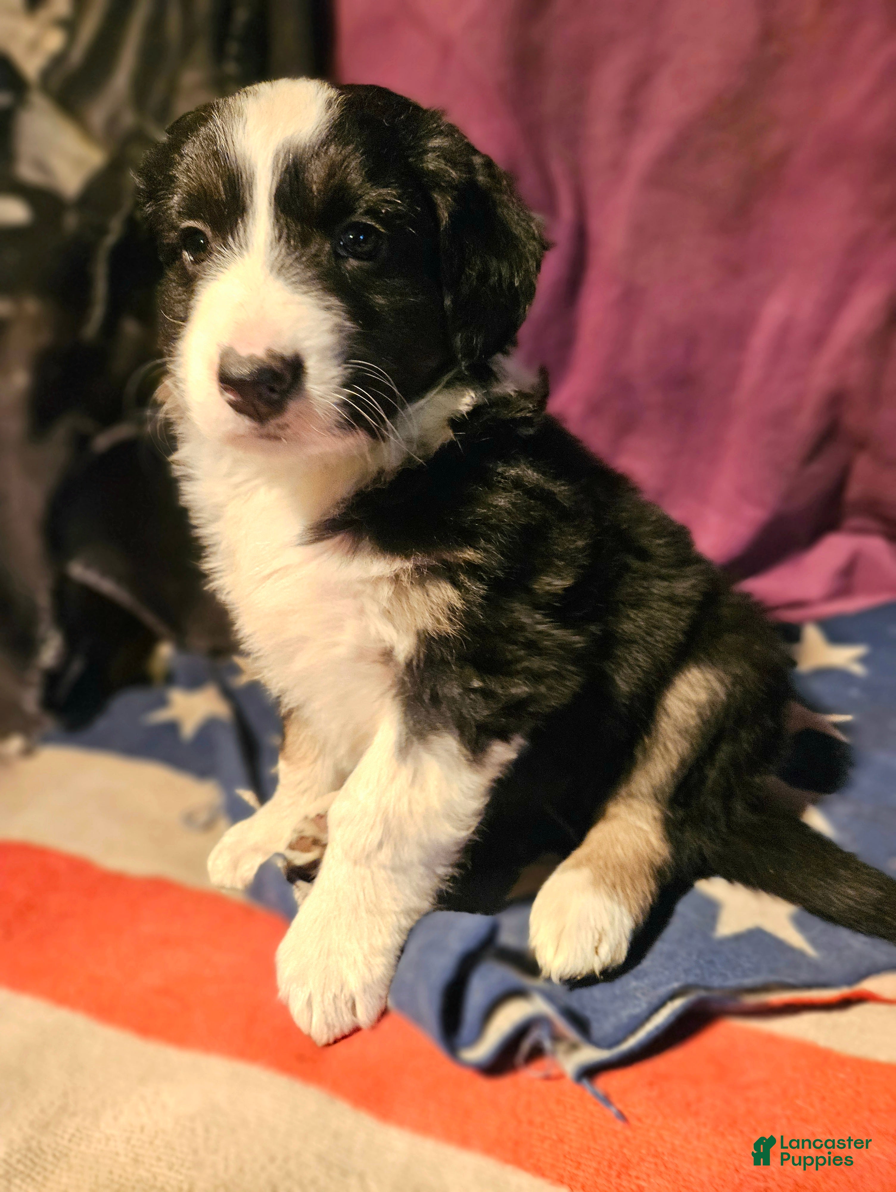 Border Collie dogs Elfrank (Call-Text) - Ad 22