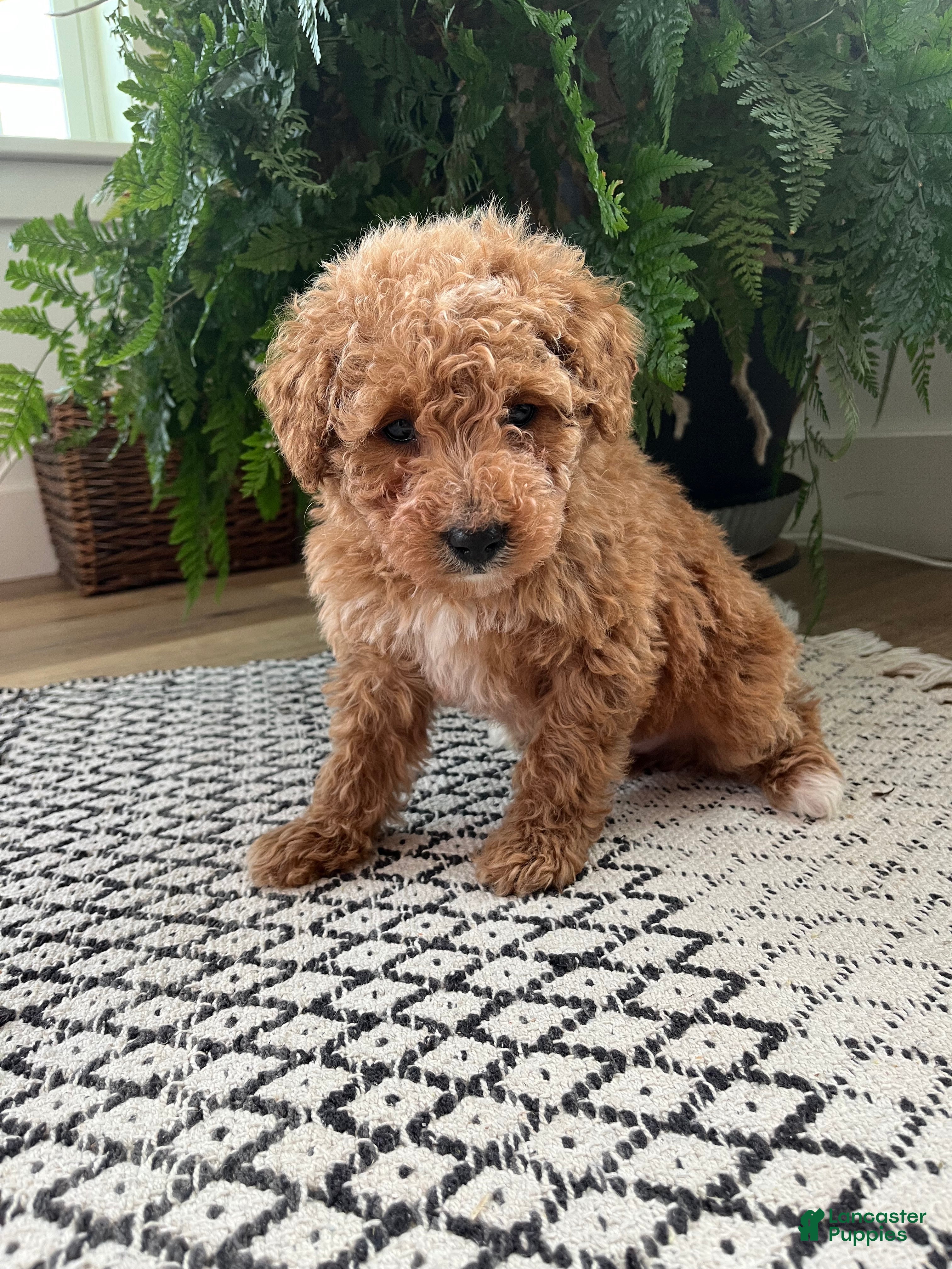 Mini Goldendoodle dogs Benny - Ad 2