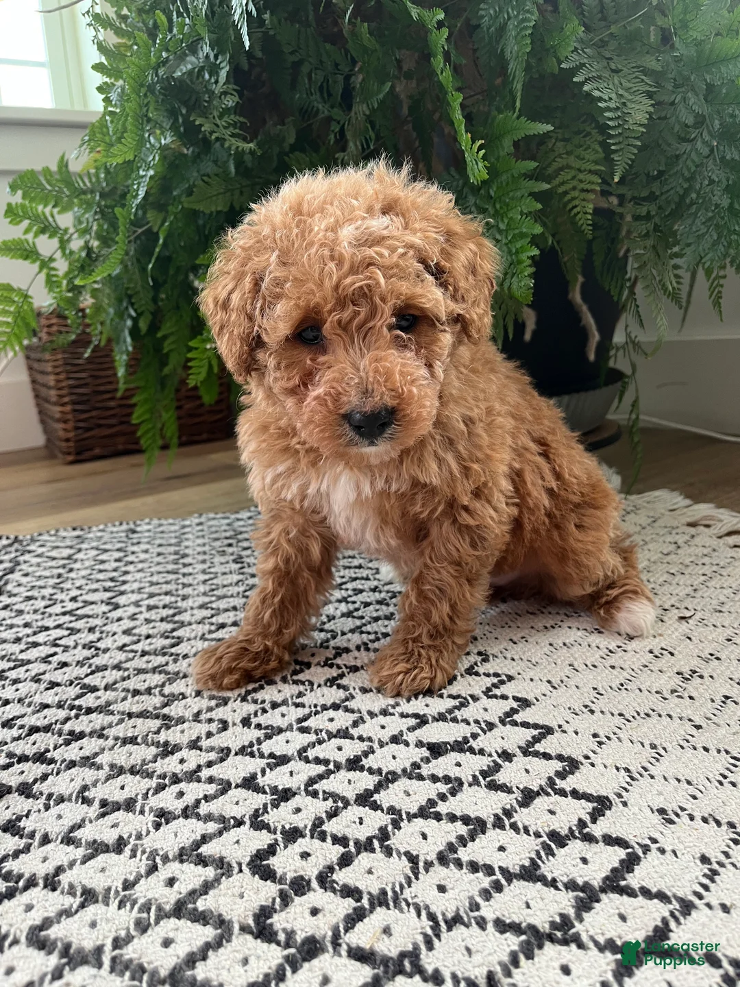 Mini Goldendoodle dogs for sale: Benny - Ad 2