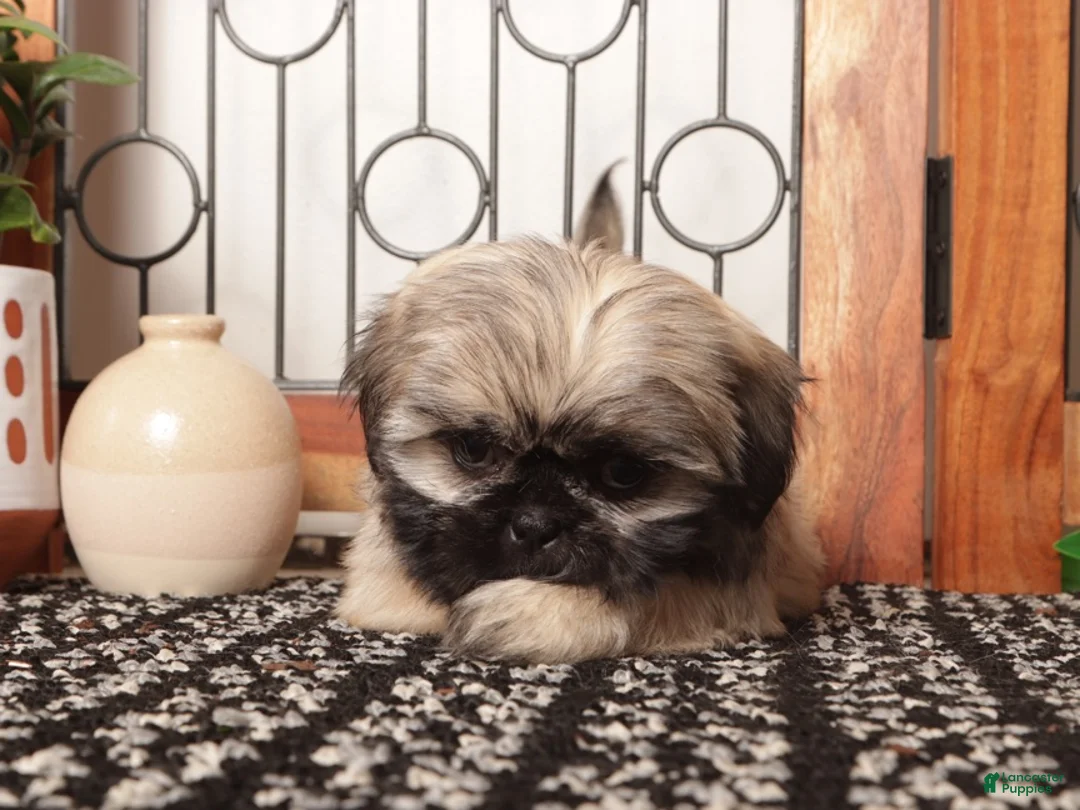 Shih Tzu dogs for sale: Cash Brindle Little Shihtzu - Ad 4