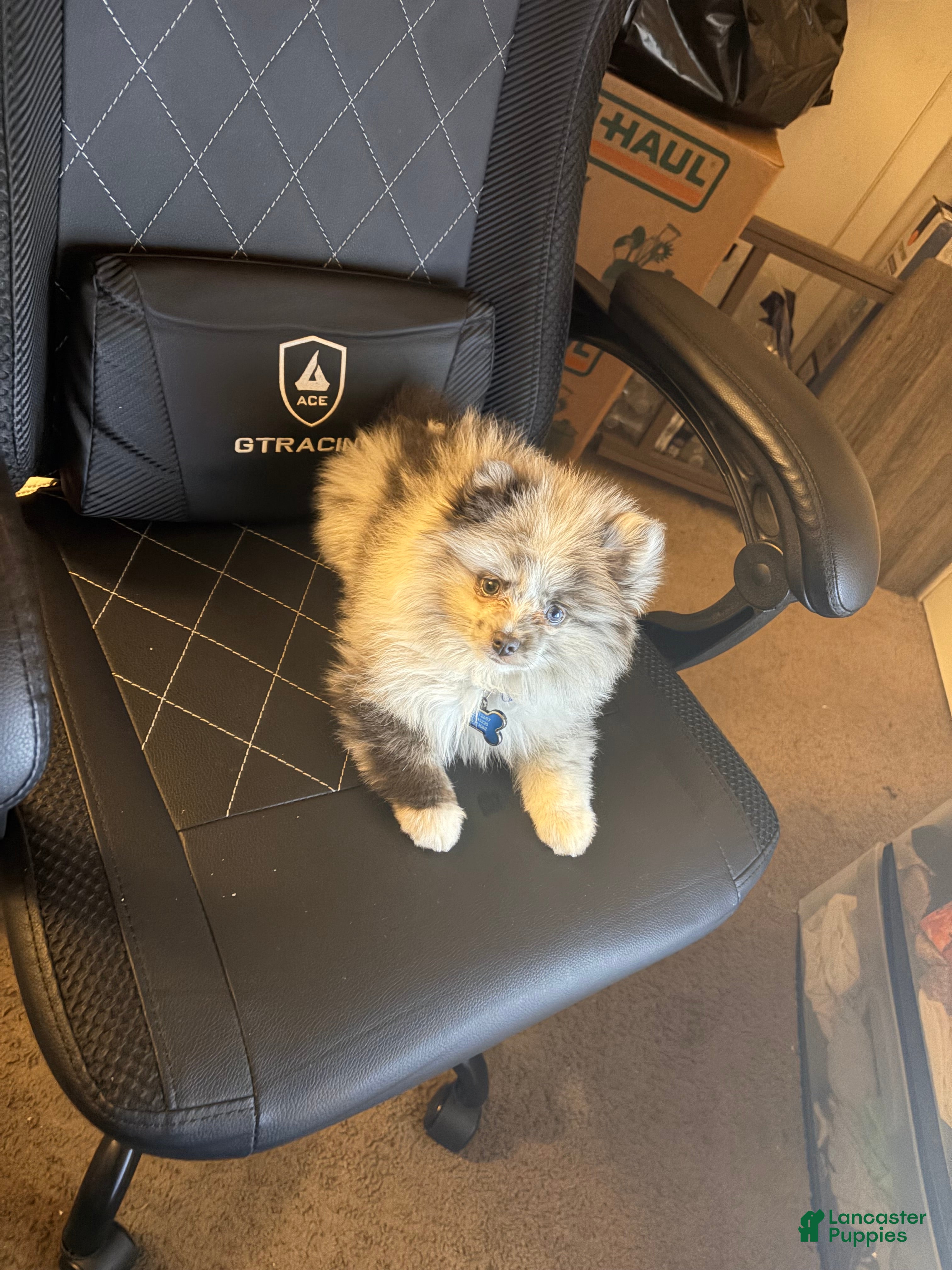 Pomeranian dogs Thumper (Merle) - Ad 12