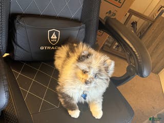 Pomeranian dogs Thumper (Merle) - Ad 25