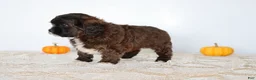 Shihpoo dogs for sale: Milkyway - Ad 3