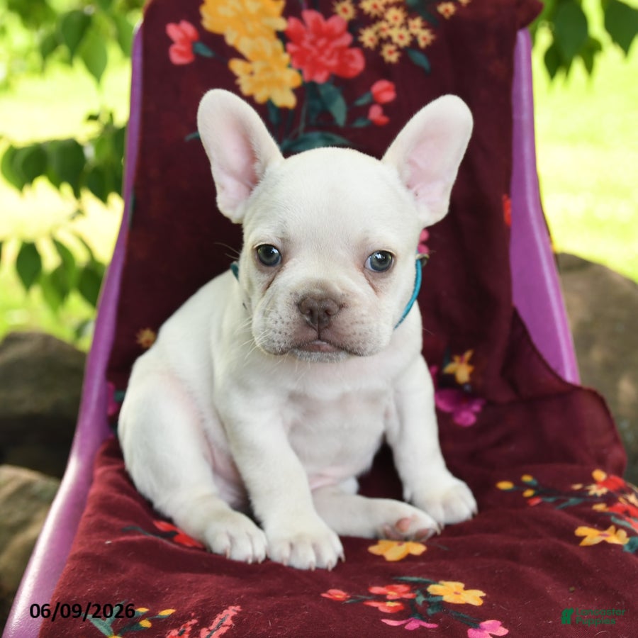 French Bulldog dogs Lumiere - Ad 1