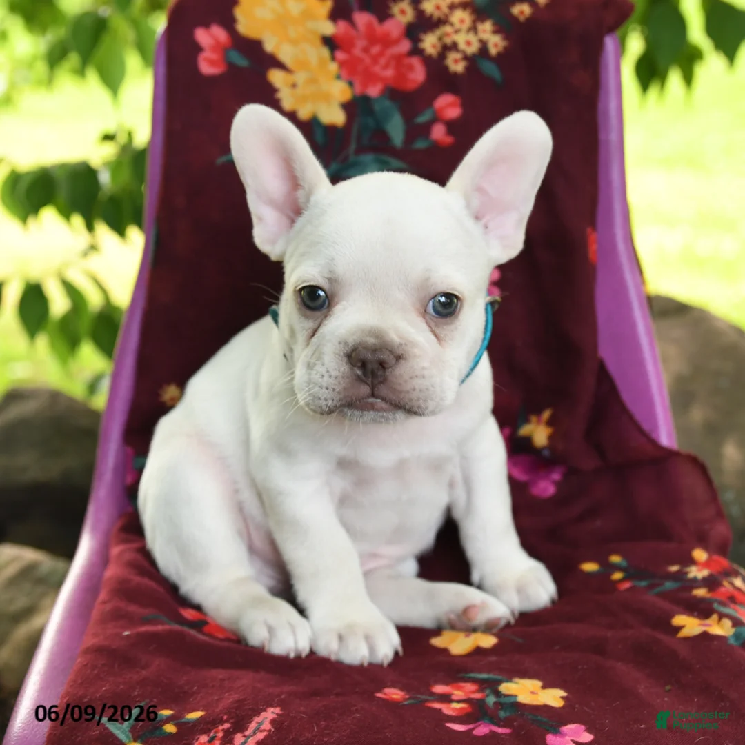 French Bulldog dogs for sale: Lumiere - Ad 1