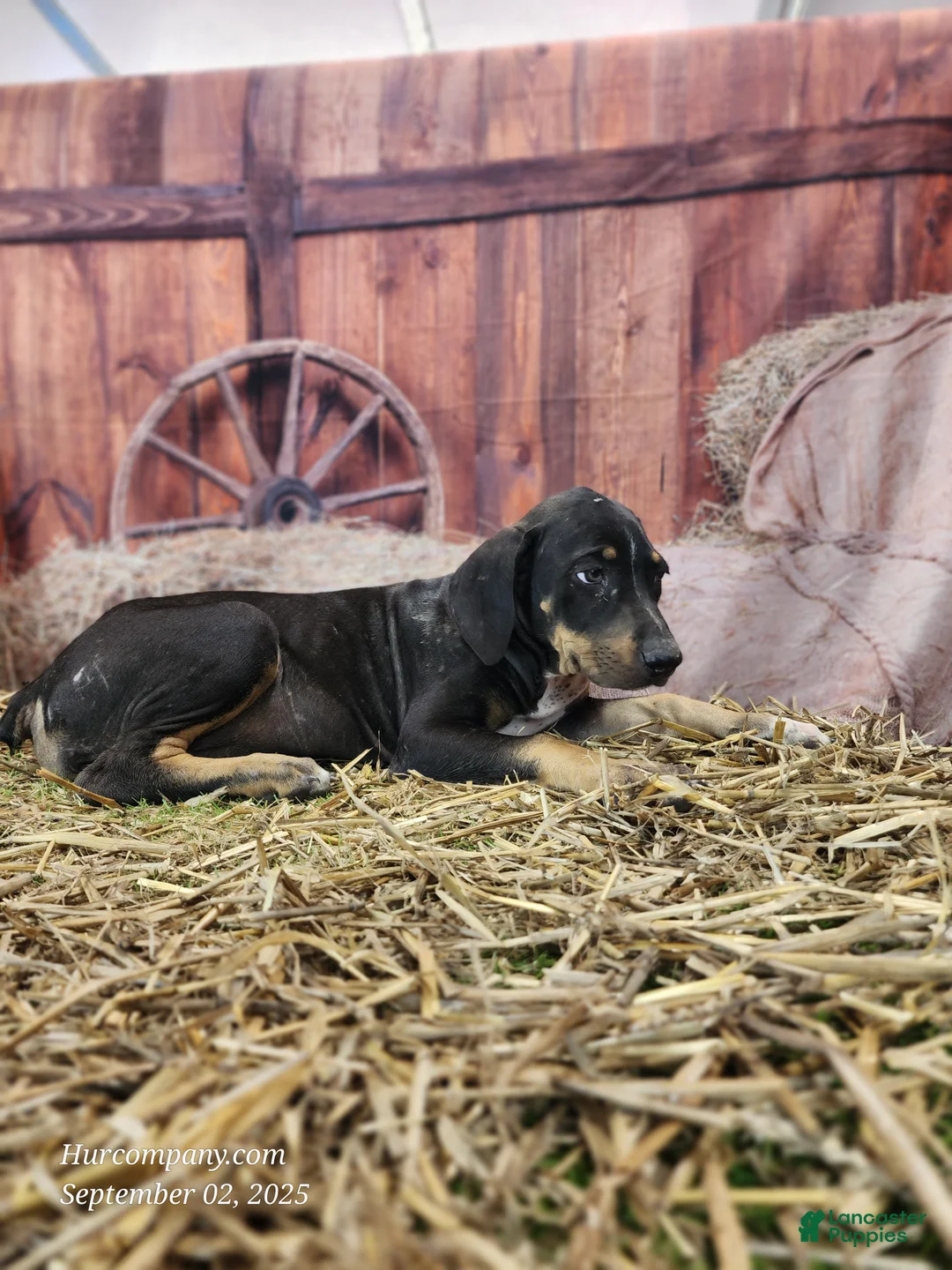 Catahoula Leopard Dog dogs for sale: JJ 2025 Female 1 "Mittens" - Ad 6