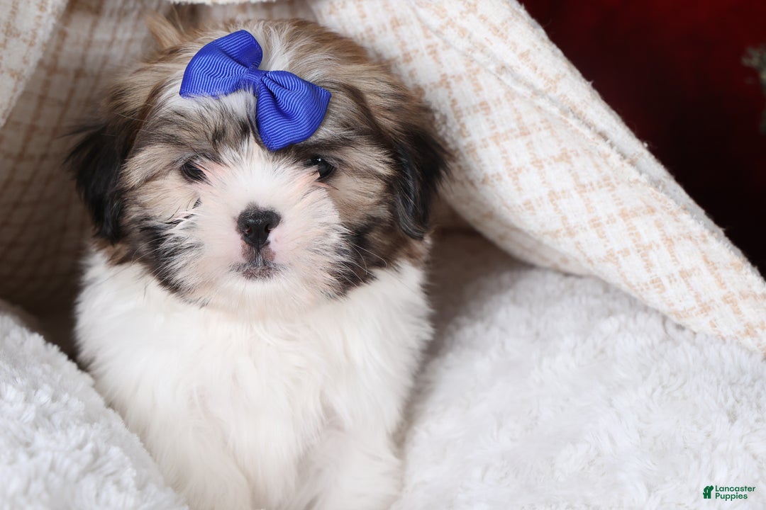 Shih Tzu dogs for sale: Jared - Ad 12