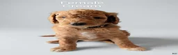 Aussiedoodle dogs for sale: Aussiedoodle 6 - Ad 1