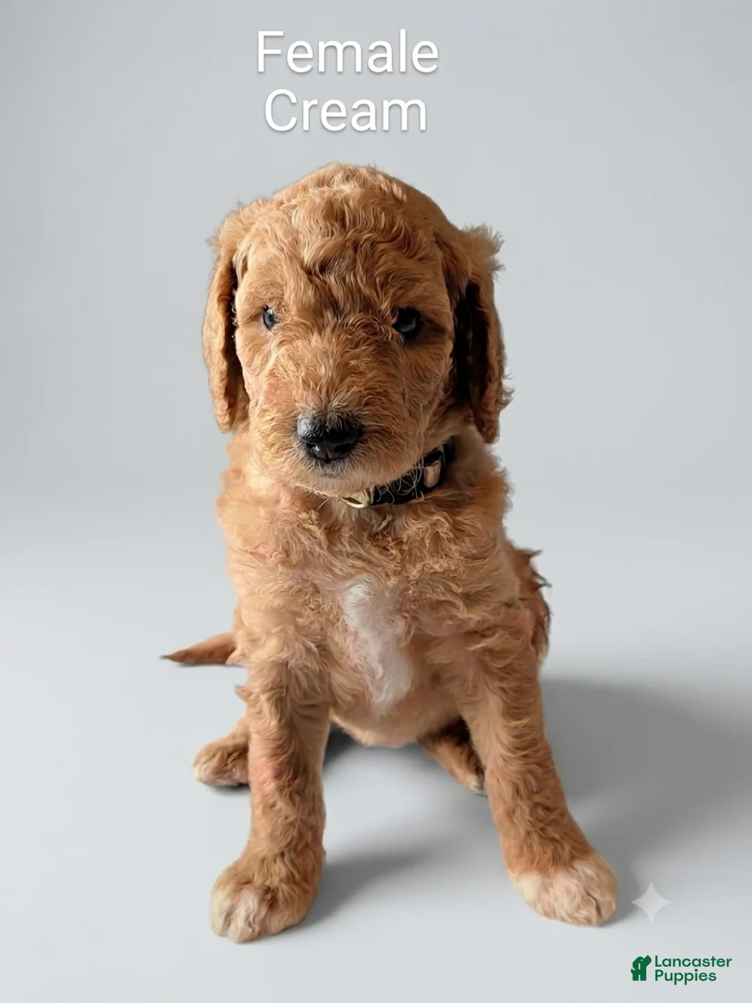 Aussiedoodle dogs for sale: Aussiedoodle 6 - Ad 1
