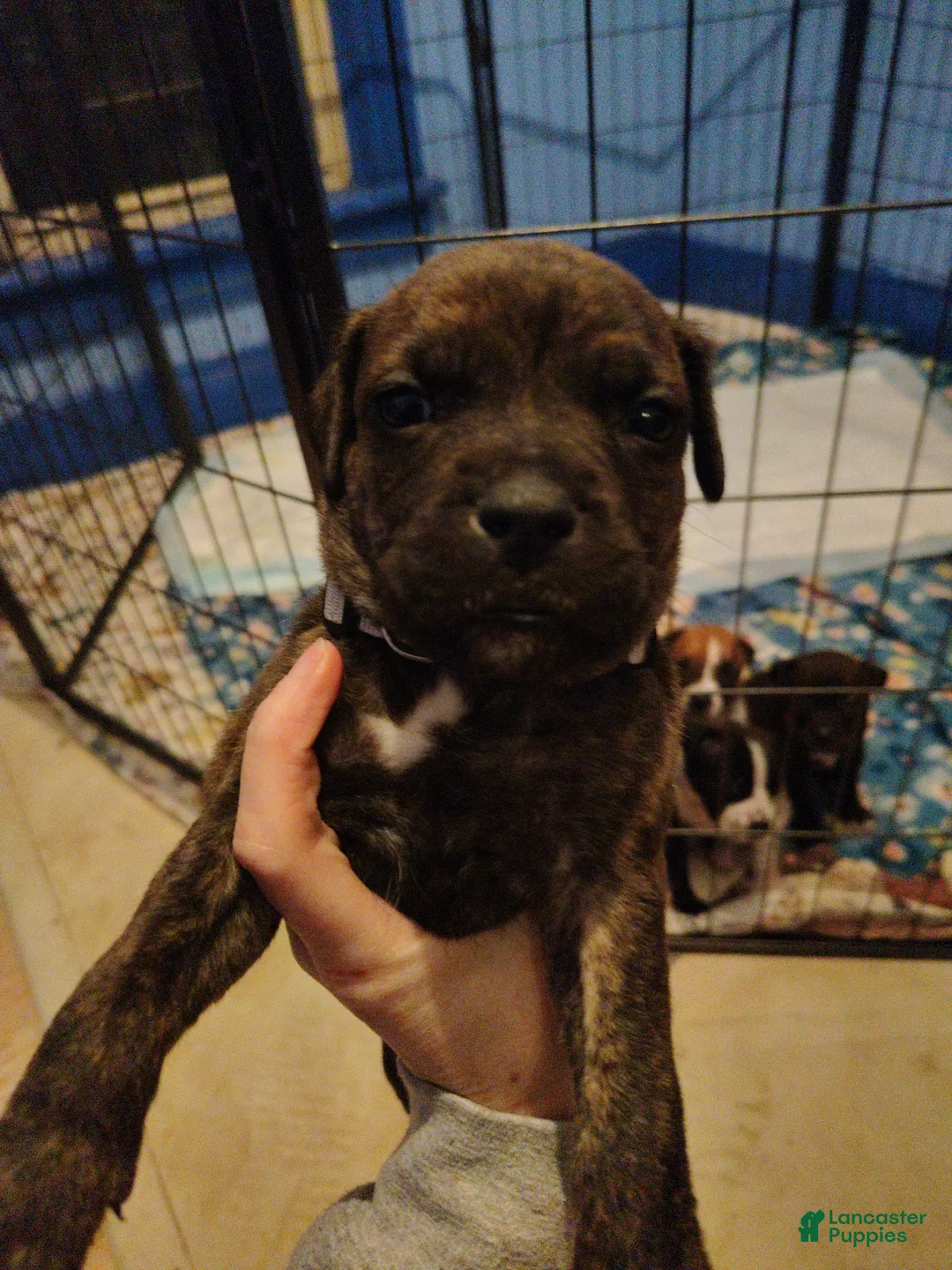 Mixed Breed dogs for sale: Grey collar  - Ad 2