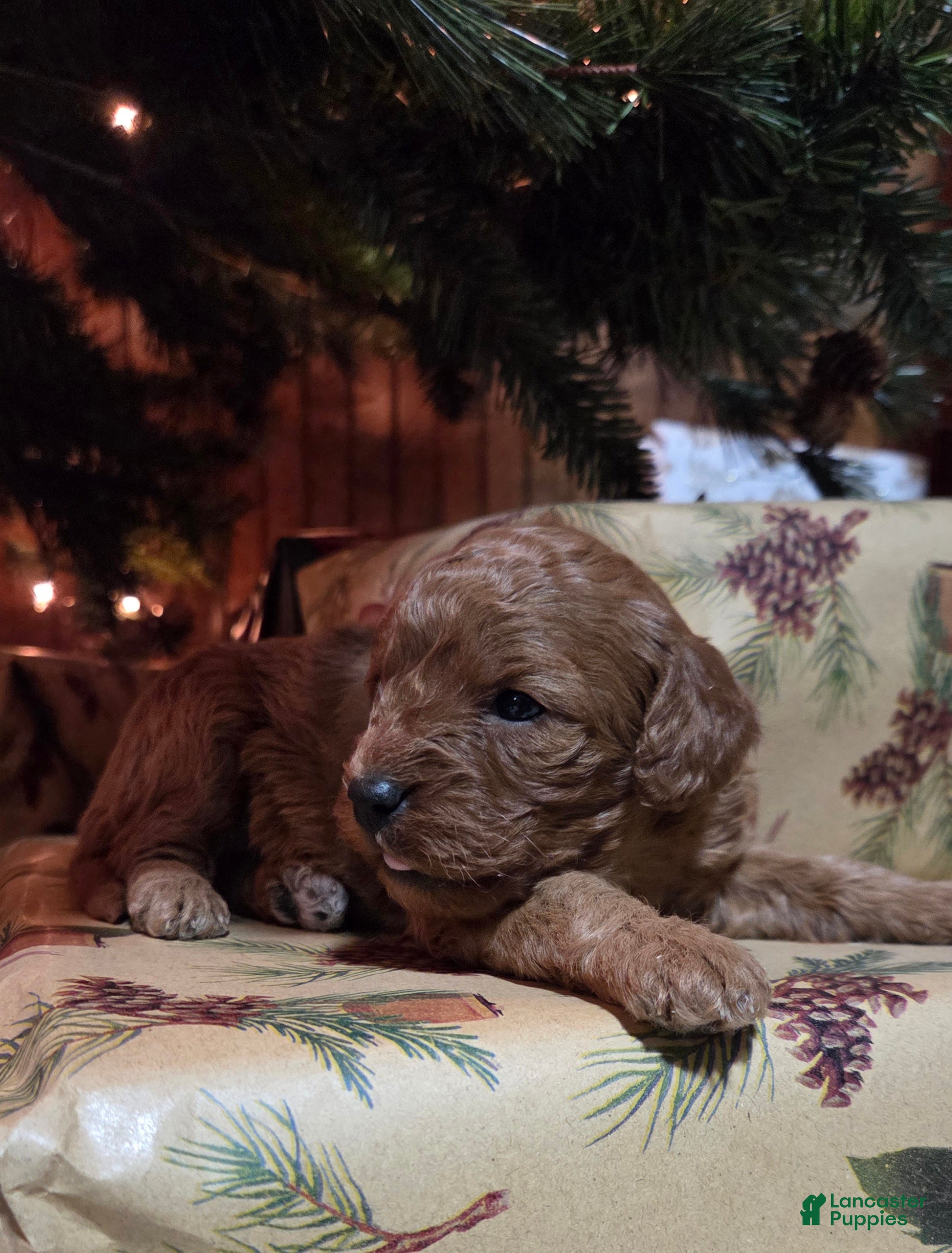 Cavapoo dogs Hadley  - Ad 4