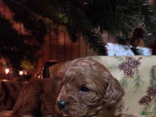 Cavapoo dogs Hadley - Ad 4