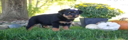 Rottweiler dogs for sale: Annabelle - Ad 3
