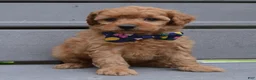 Mini Goldendoodle dogs for sale: Mini Greta - Ad 5