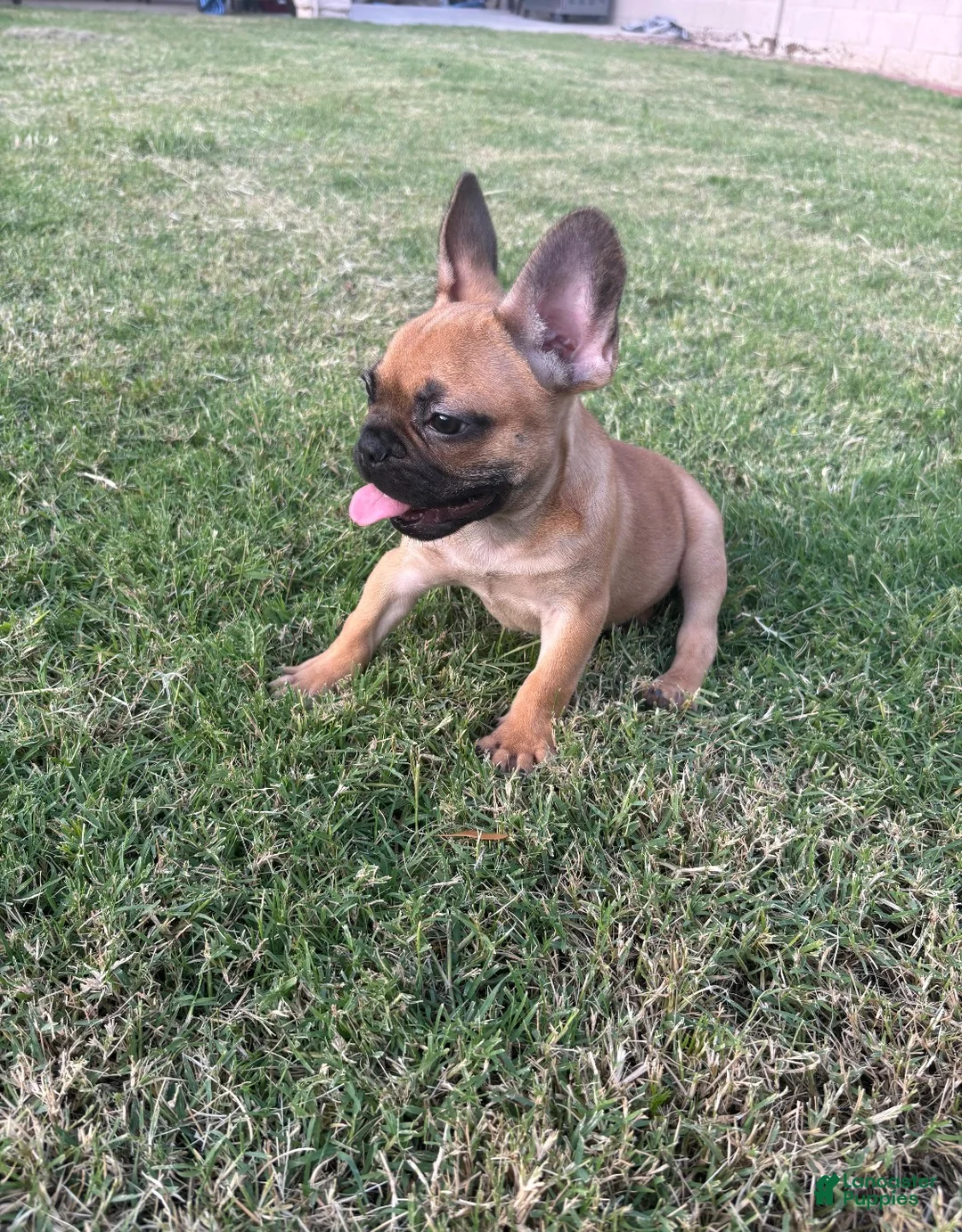 French Bulldog dogs for sale: French Bulldog Puppy  - Ad 1