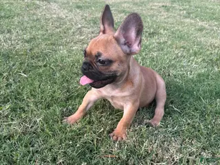French Bulldog dogs French Bulldog Puppy - Ad 30