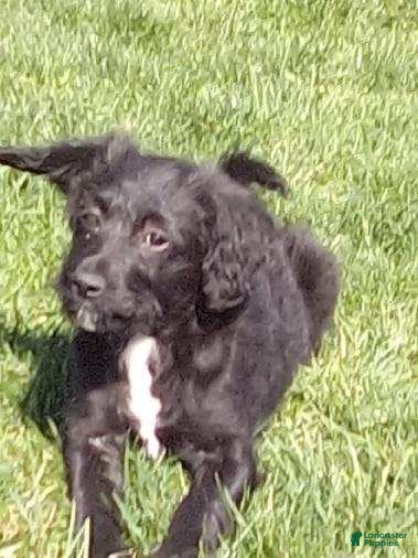 Labradoodle dogs LUCY - Ad 2