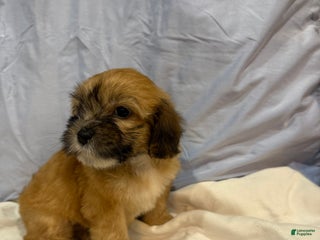 Mixed Breed dogs - Ad 13