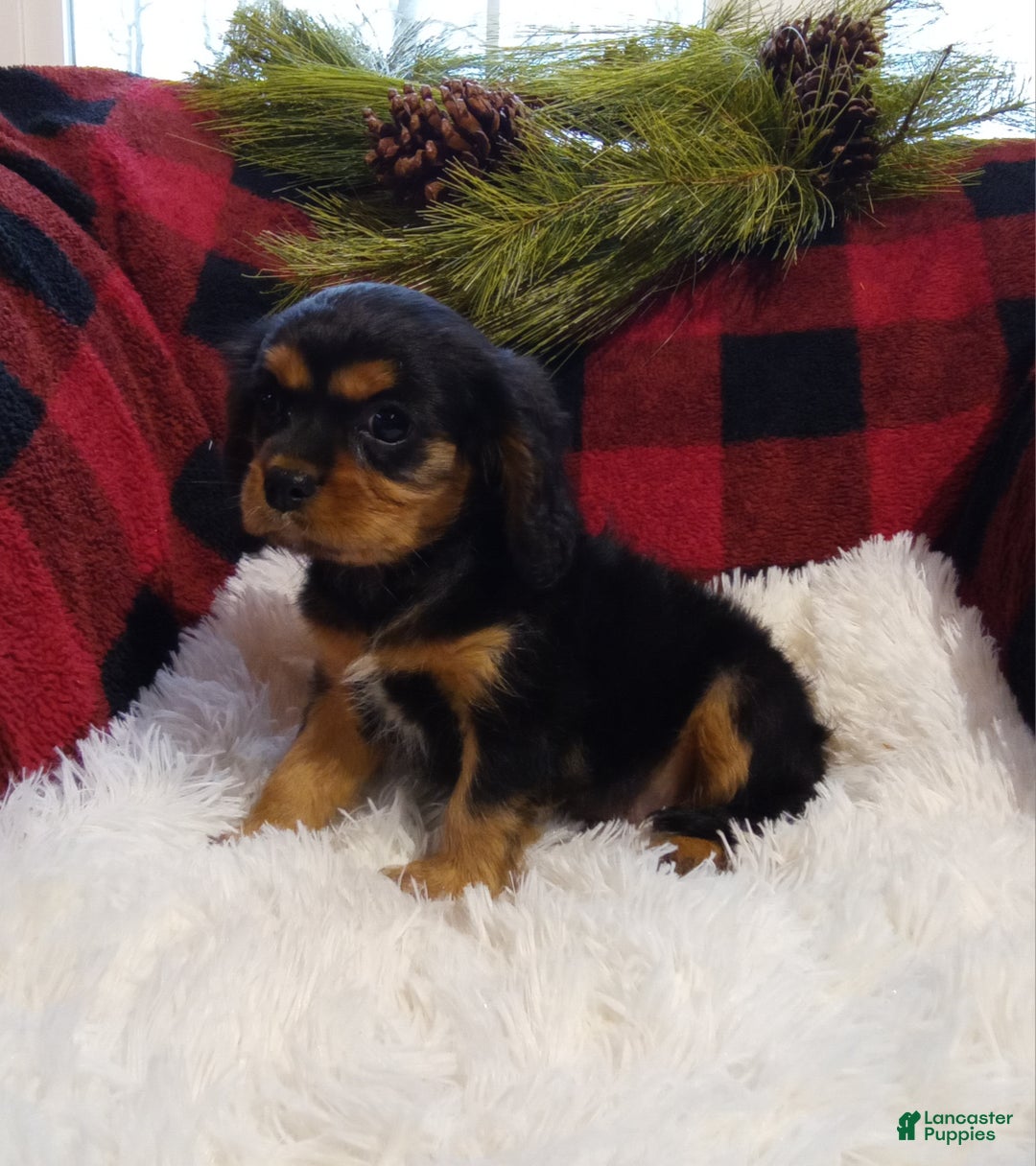 Cavalier King Charles Spaniel dogs for sale: Theo - Ad 10
