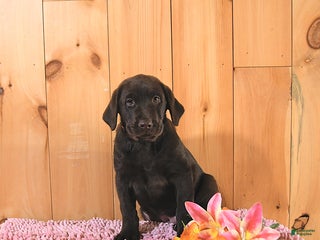 Labrador Retriever dogs - Ad 38