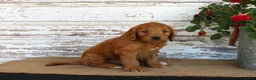 Mini Goldendoodle dogs for sale: Jaxon - Ad 2