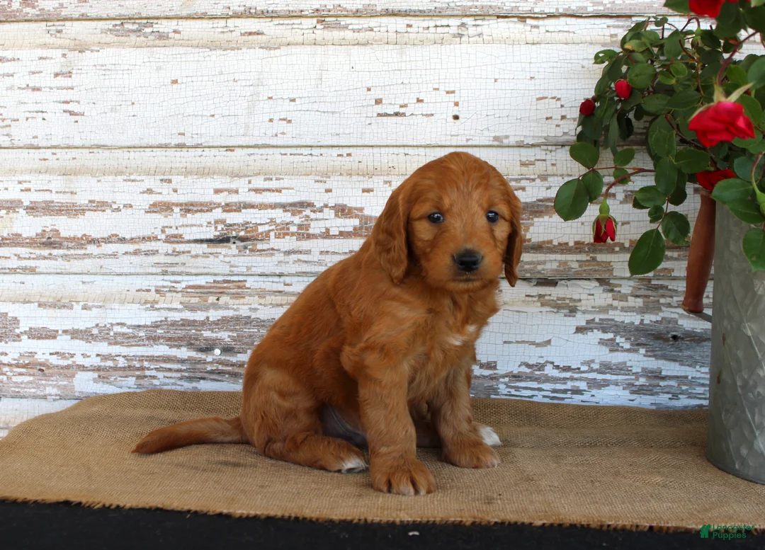 Mini Goldendoodle dogs for sale: Jaxon - Ad 2