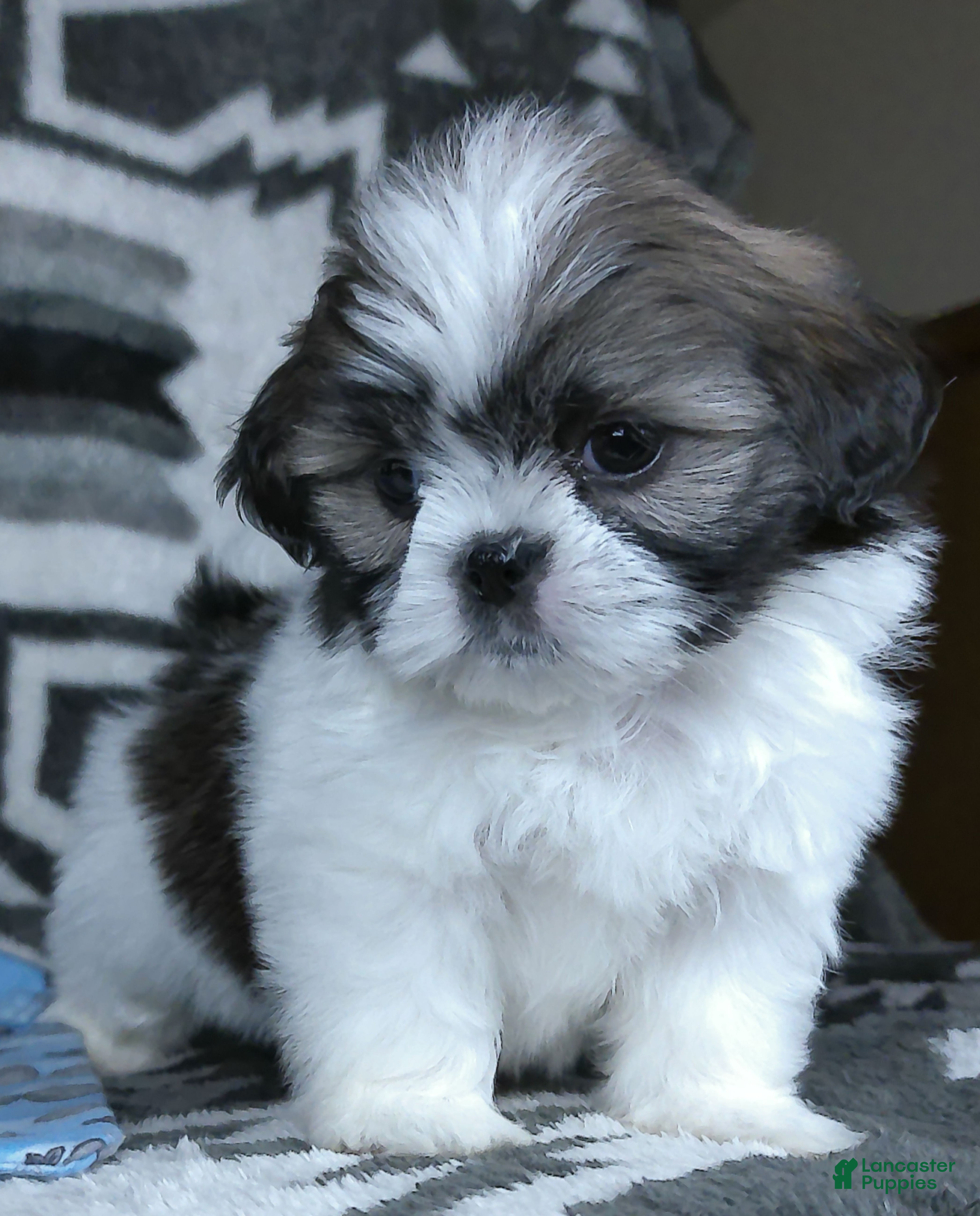 Shih Tzu dogs Otis - Ad 2