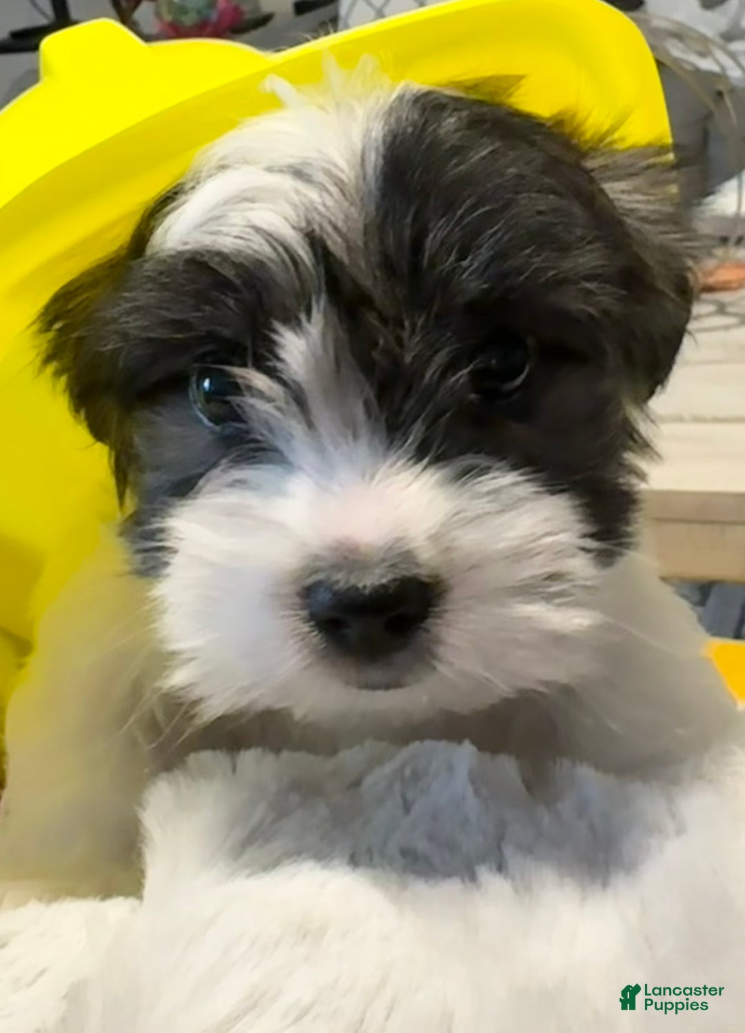 Mixed Breed dogs for sale: Lhatese Breed “Tubby” - Ad 4